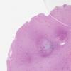 LMP68589-U Thumbnail